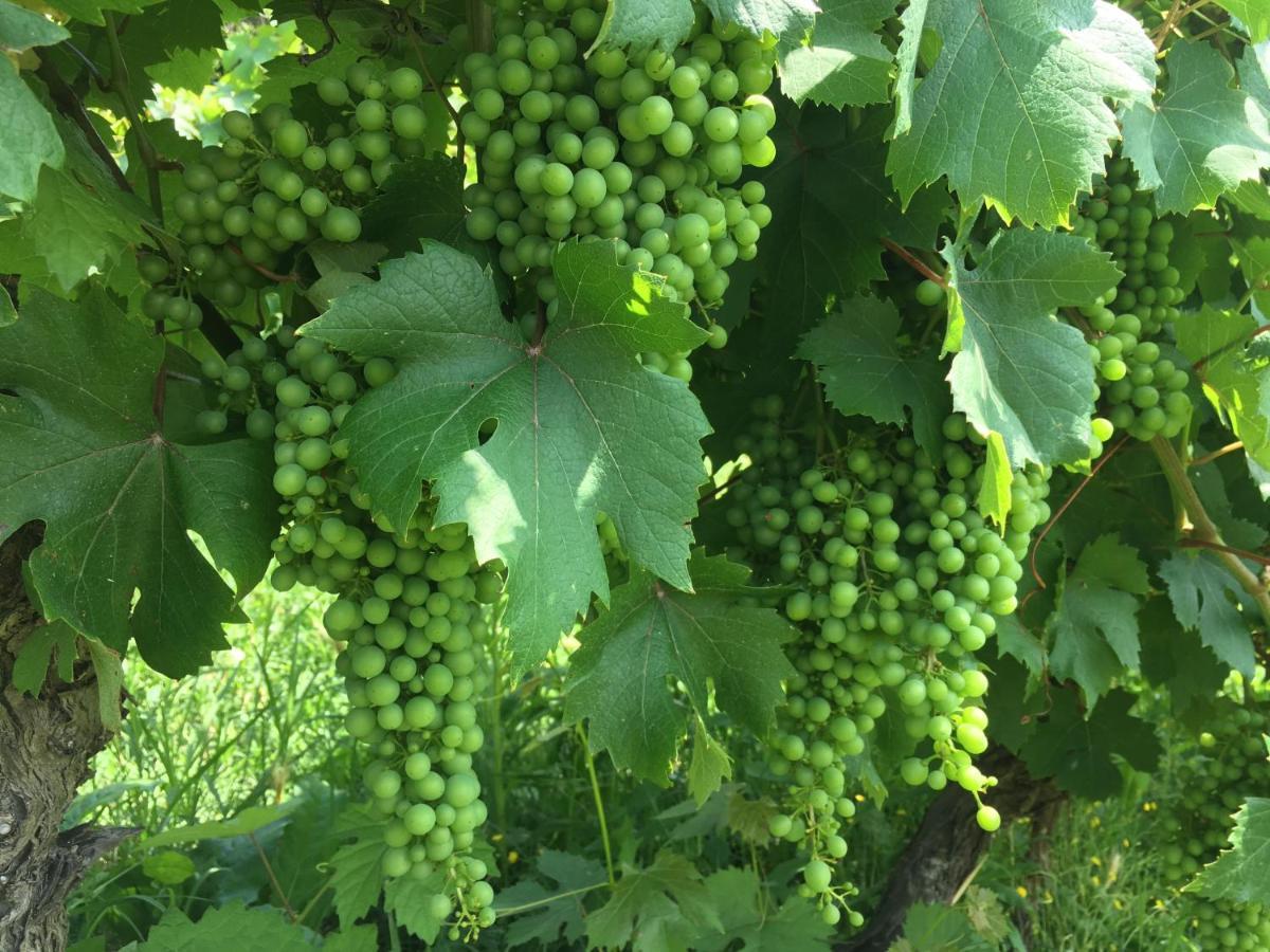 Cascina Bertolotto Wine Resort Spigno Monferrato Exteriér fotografie